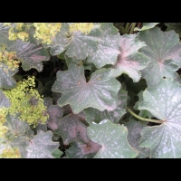Alchemille vulgaire, Alchemilla vulgaris, (fam Rosacees) (Europe ouest & centre, Afr du nord) (2)